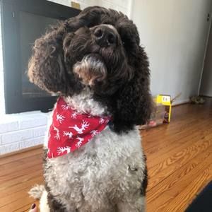 Meet your Posher, Betsy